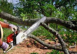 How Our Tree Care Process Works  in Minonk, IL